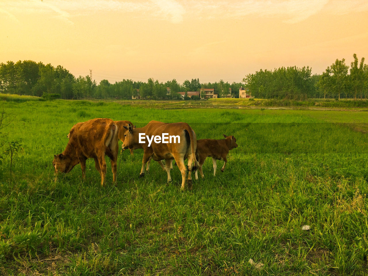 SHEEP GRAZING ON GRASSY FIELD