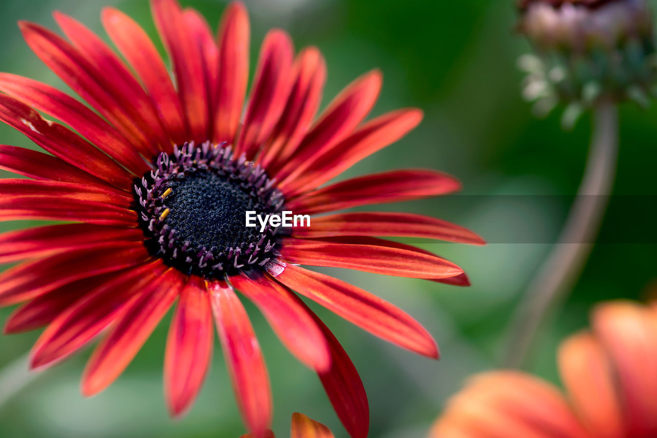 CLOSE-UP OF RED DAISY FLOWER