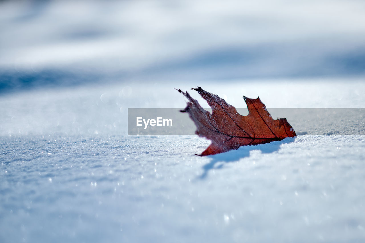 Maple leaf partly buried in snow