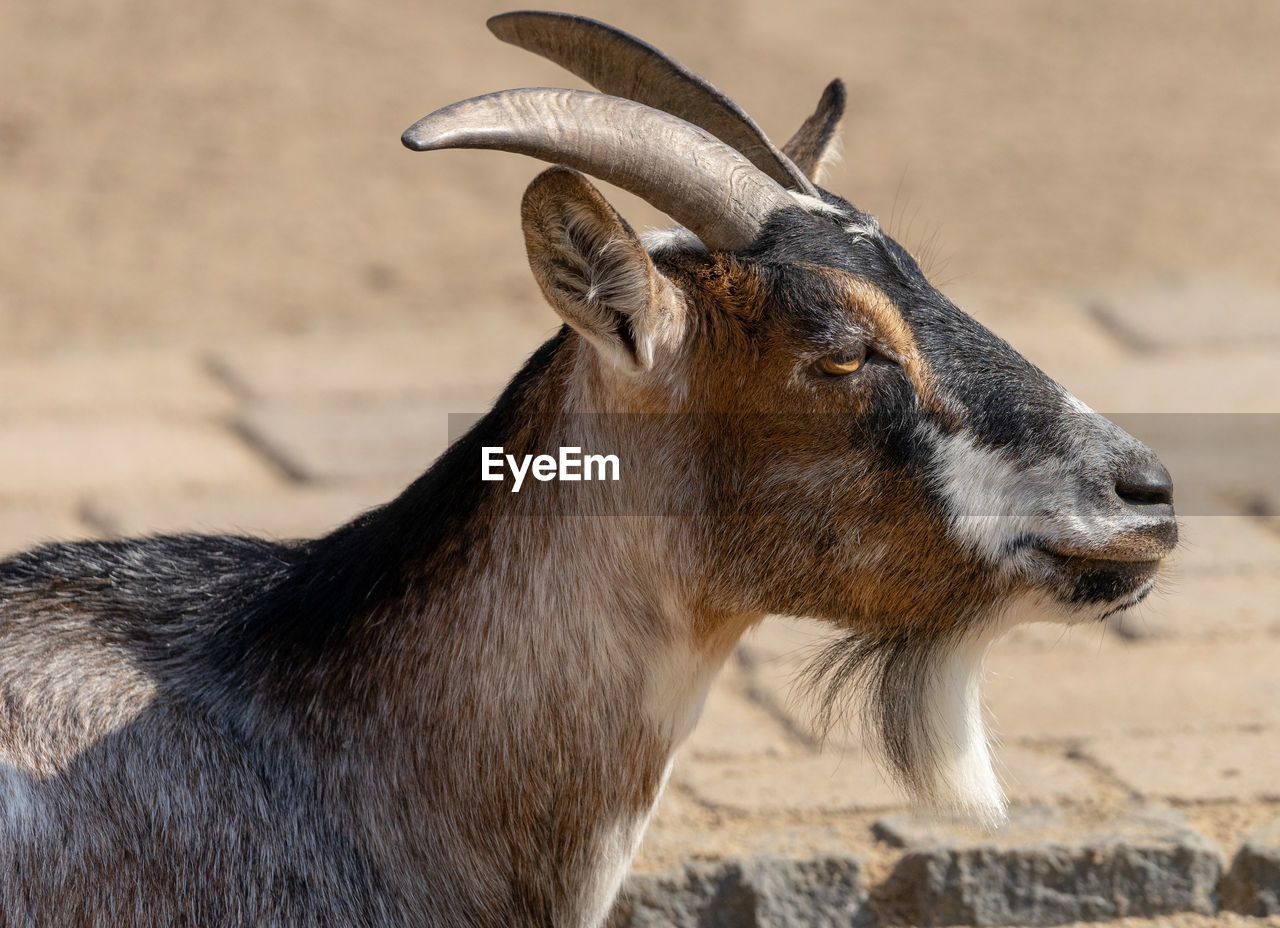Lateral portrait of a goat, scientific name capra, with small horns and long goatbeard 