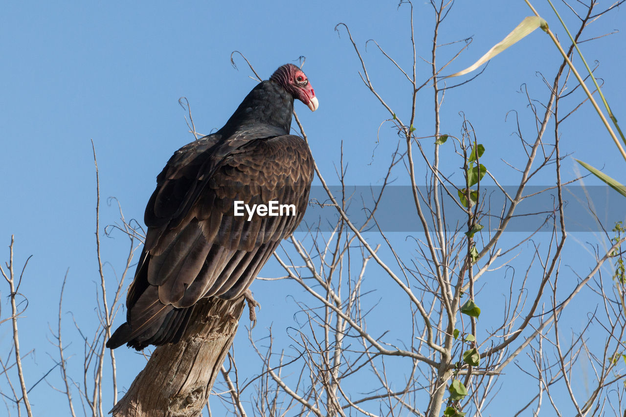 Low angle view of turkey vulture perching on bare tree