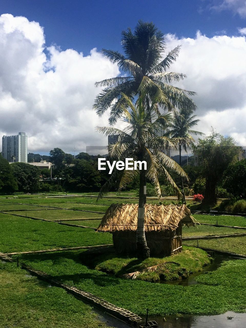 COCONUT PALM TREE ON FIELD AGAINST SKY