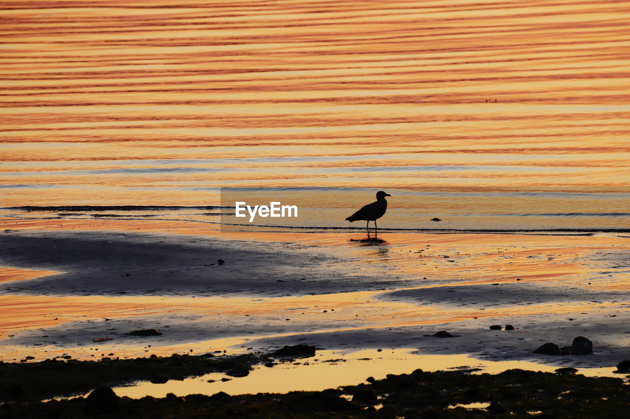 animal, animal themes, animal wildlife, bird, wildlife, sunset, water, one animal, reflection, shore, nature, sand, beach, land, sea, beauty in nature, no people, wave, ocean, silhouette, outdoors, orange color, coast, tranquility, sunlight, scenics - nature, day