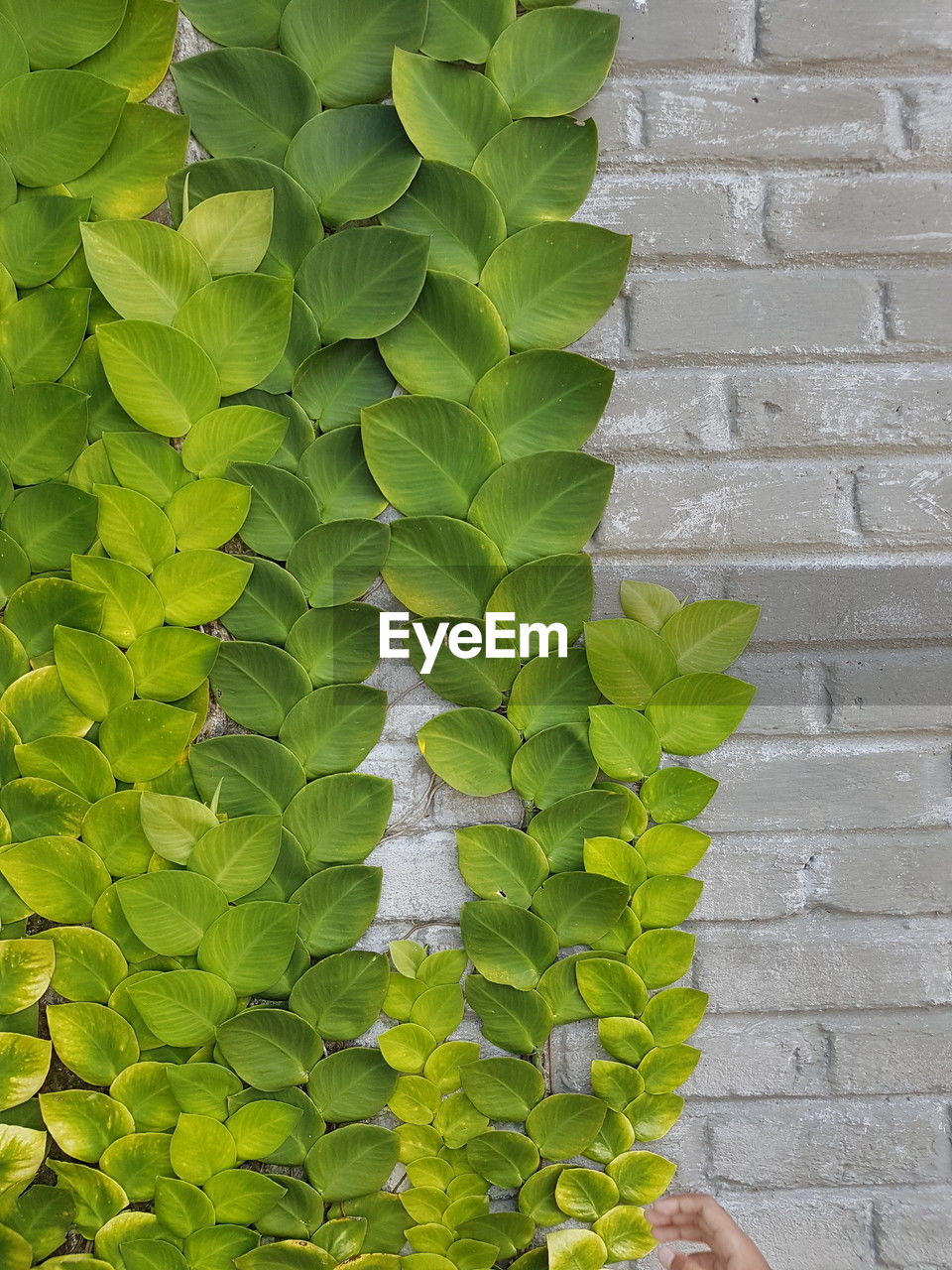 green, leaf, plant part, plant, growth, nature, flower, day, yellow, no people, outdoors, close-up, beauty in nature, wall - building feature, tree, shrub, freshness, grass, branch