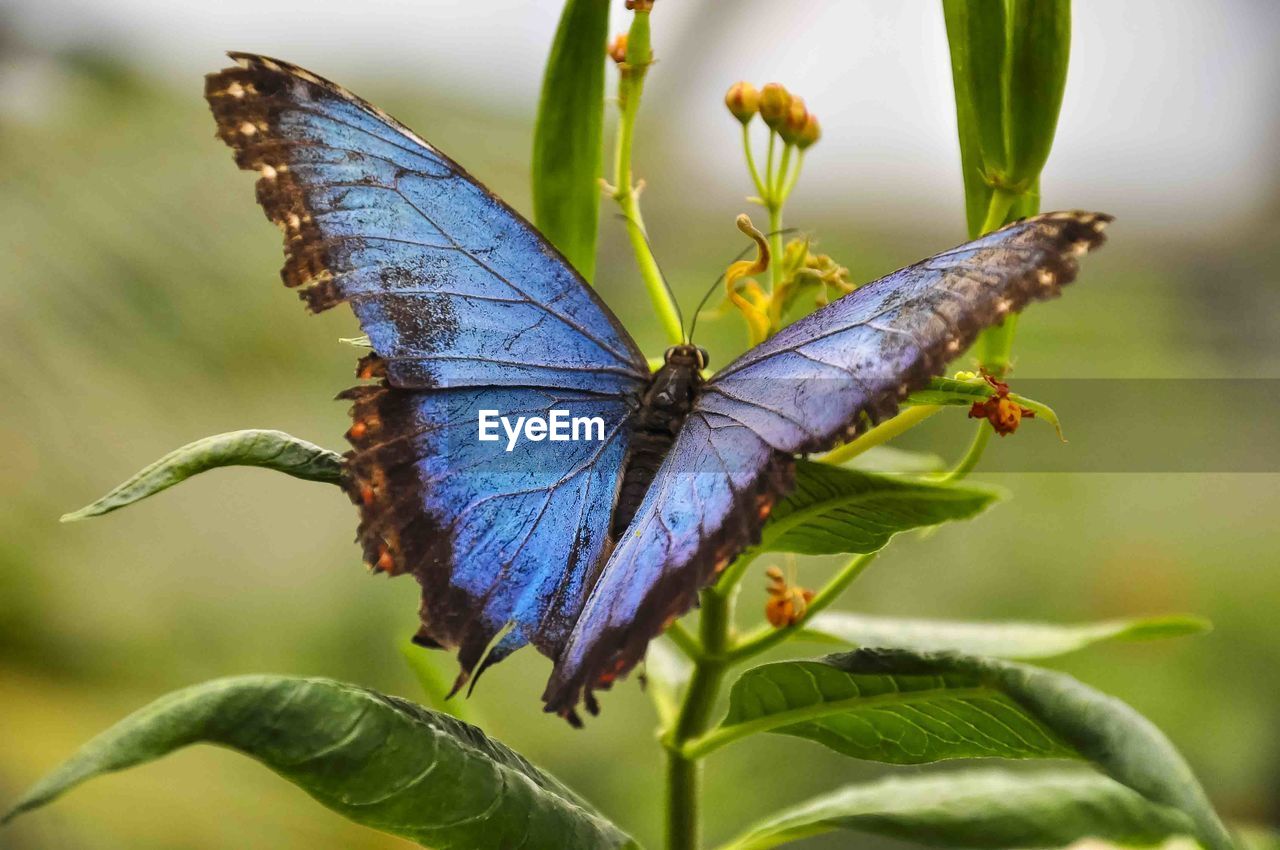 BUTTERFLY PERCHING ON LEAF