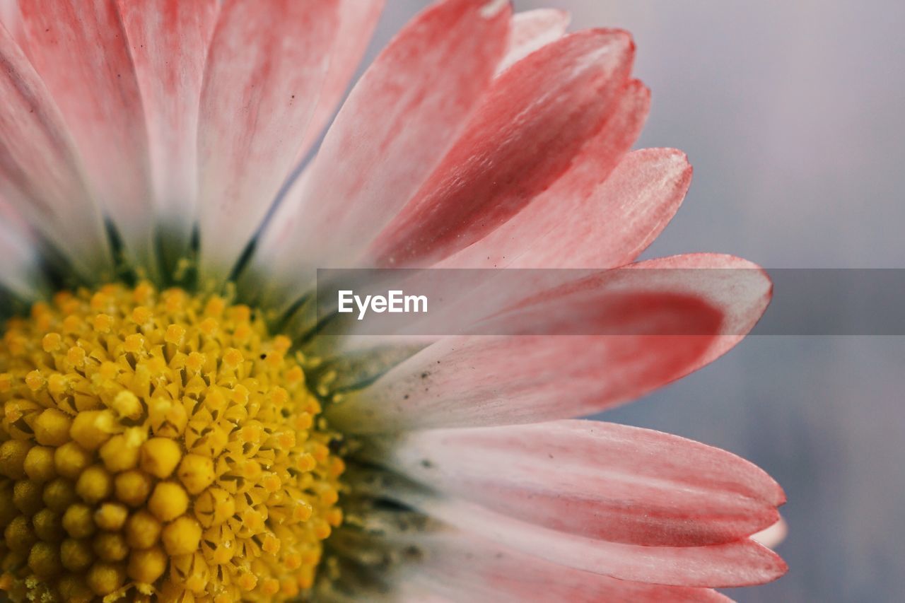 Daisy flower plant