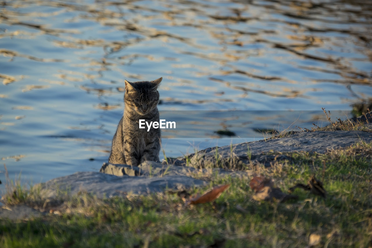 PORTRAIT OF A CAT ON LAND