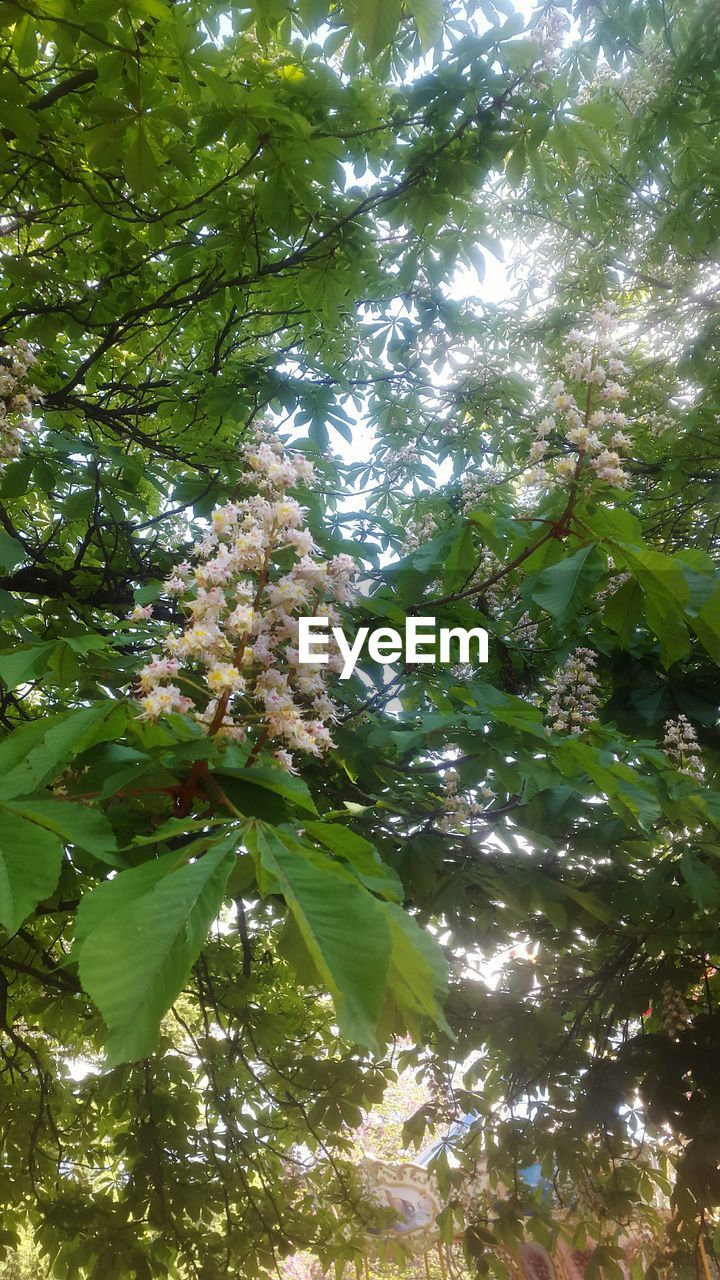 LOW ANGLE VIEW OF FLOWER TREE