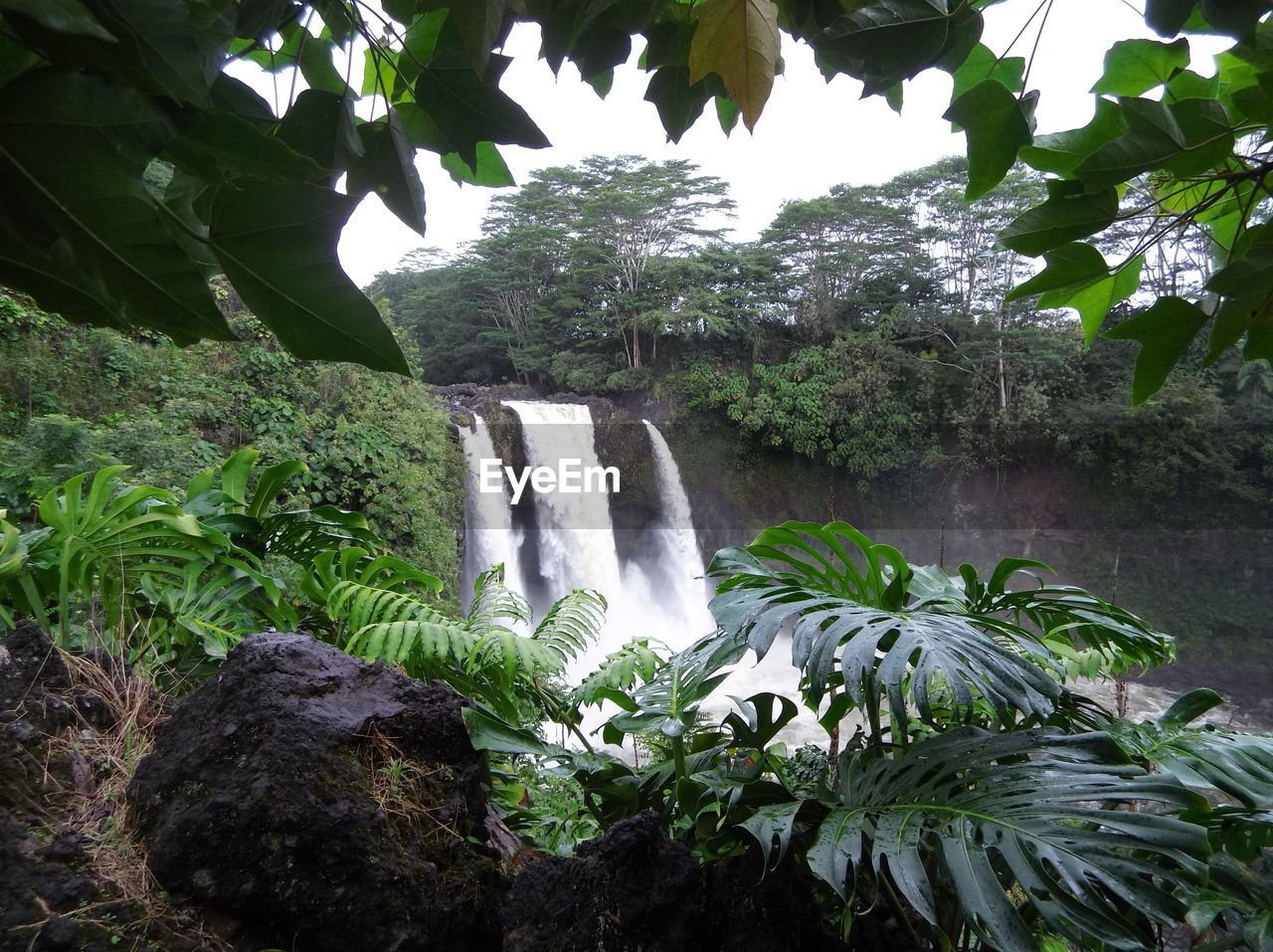 LOW ANGLE VIEW OF WATERFALL ON TREES IN FOREST