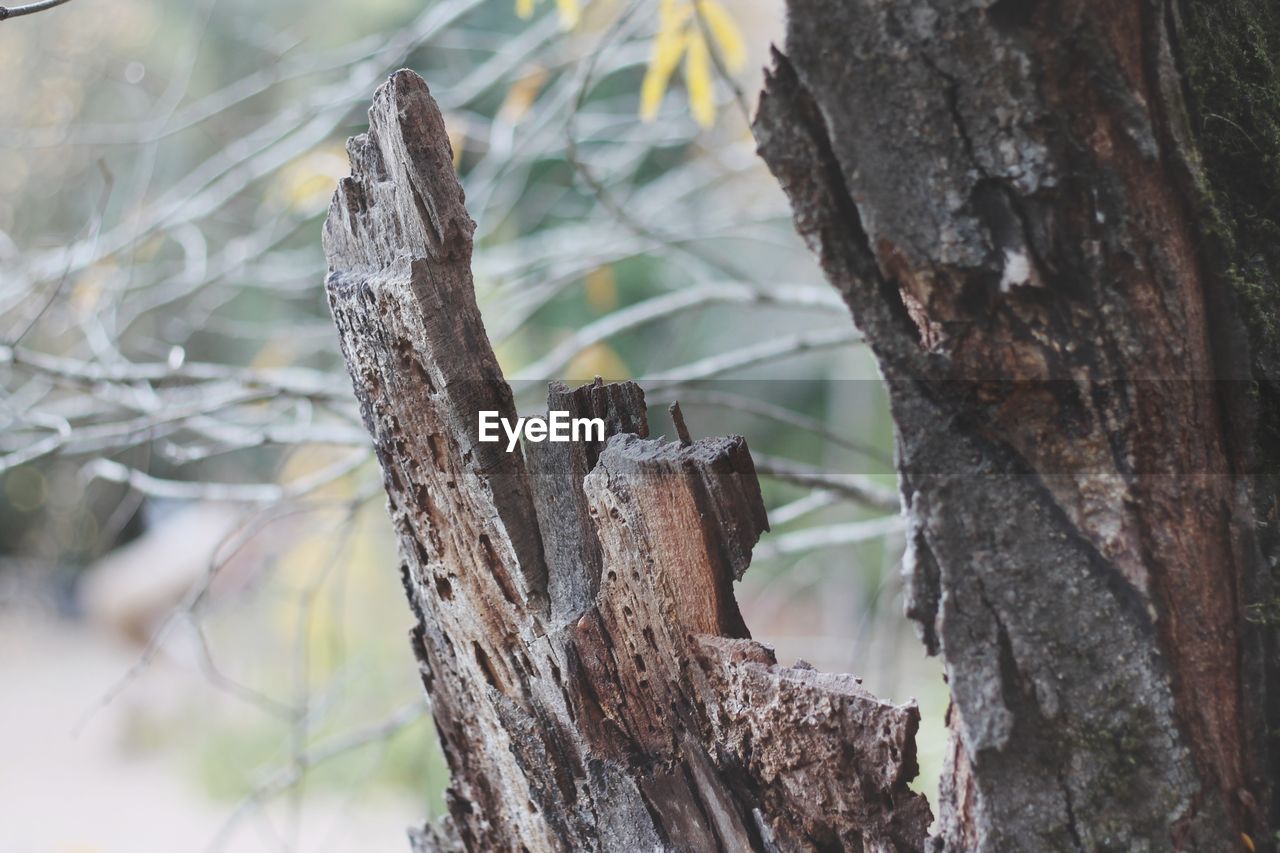 CLOSE-UP OF A TREE TRUNK