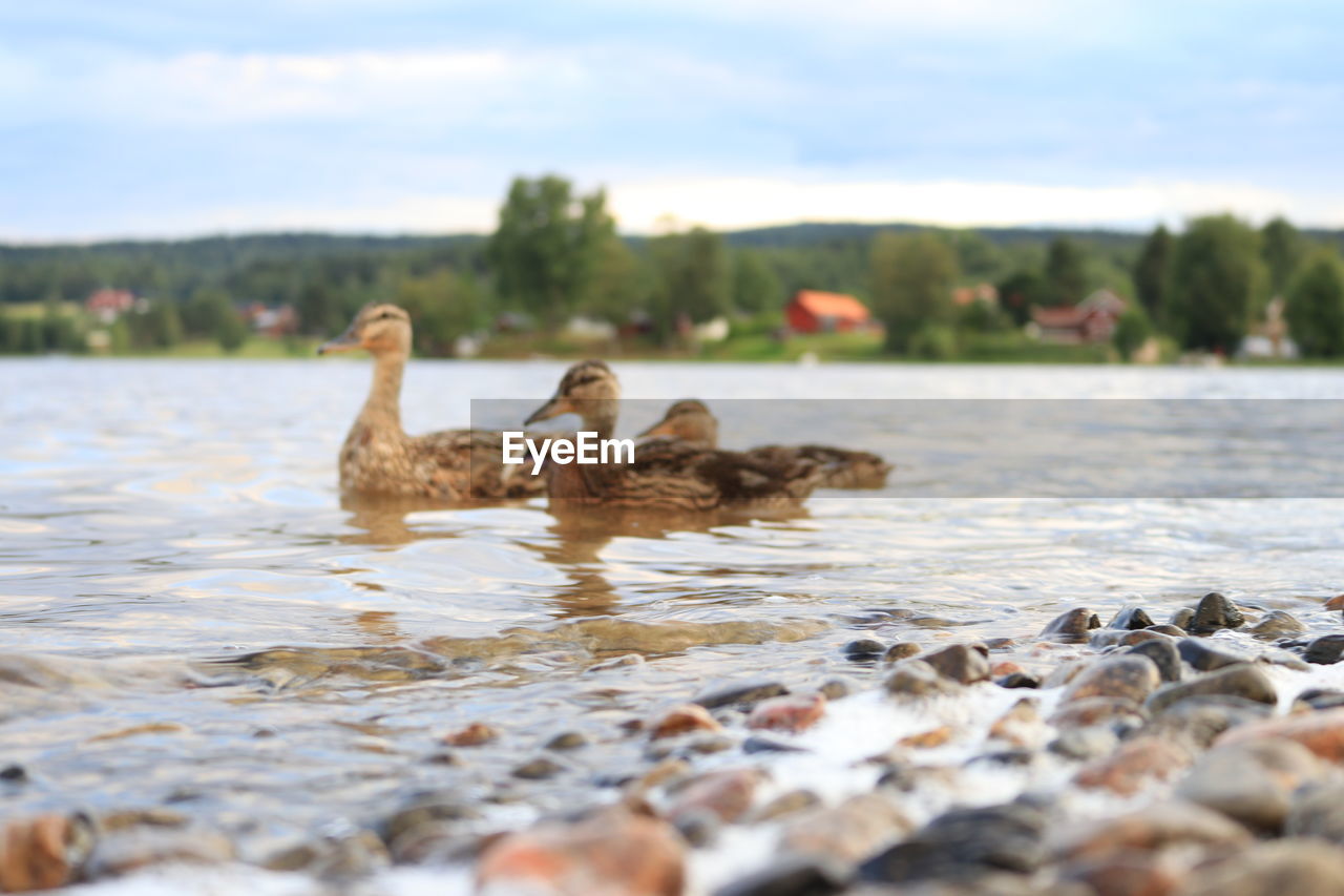 DUCKS SWIMMING ON LAKE