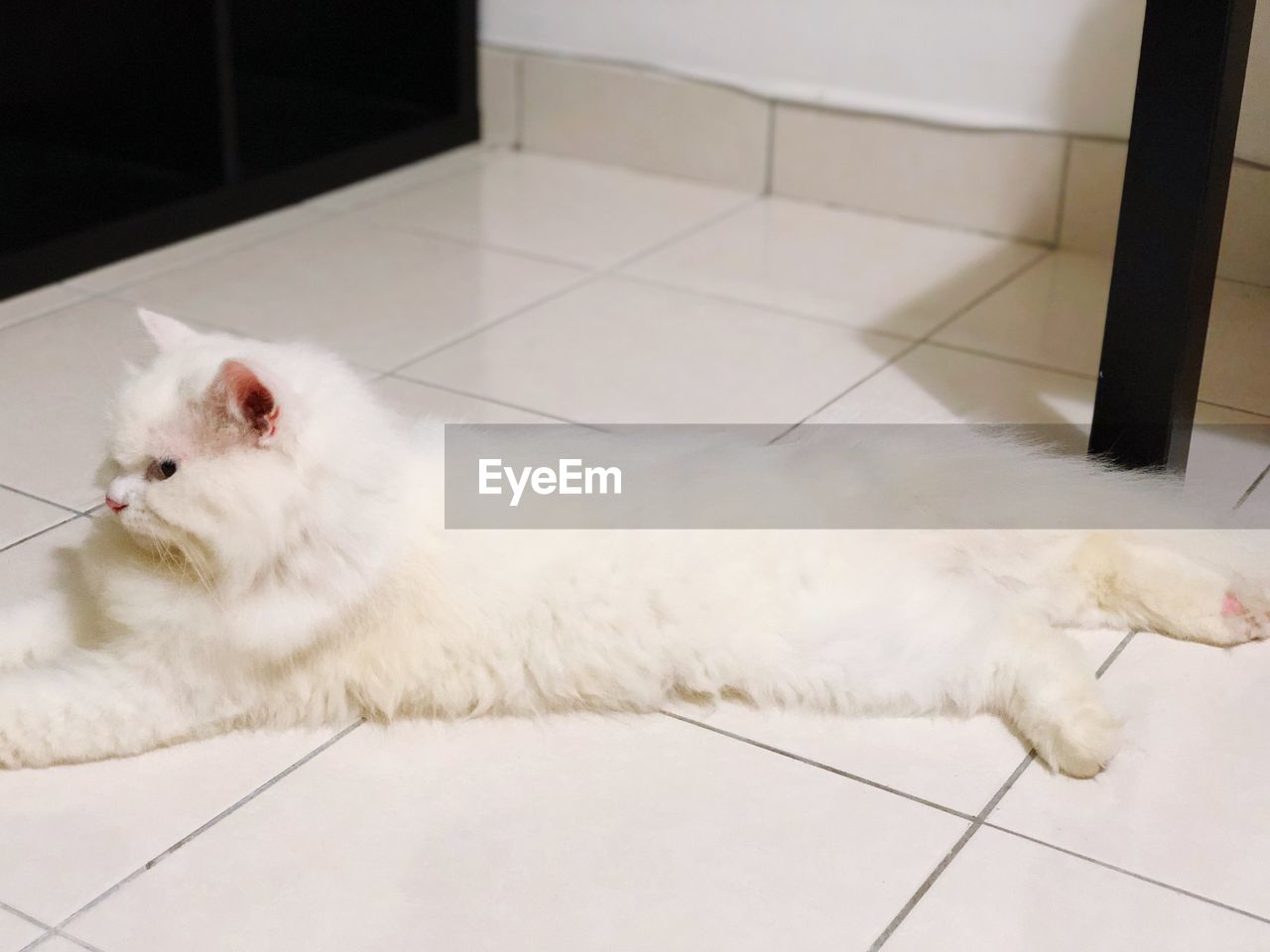 CAT LYING ON TILED FLOOR