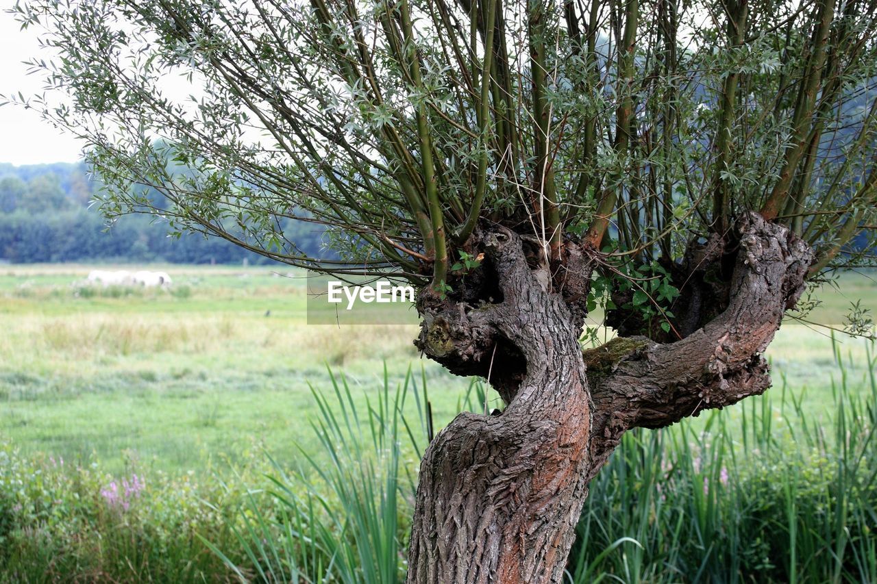 Close-up of tree on field