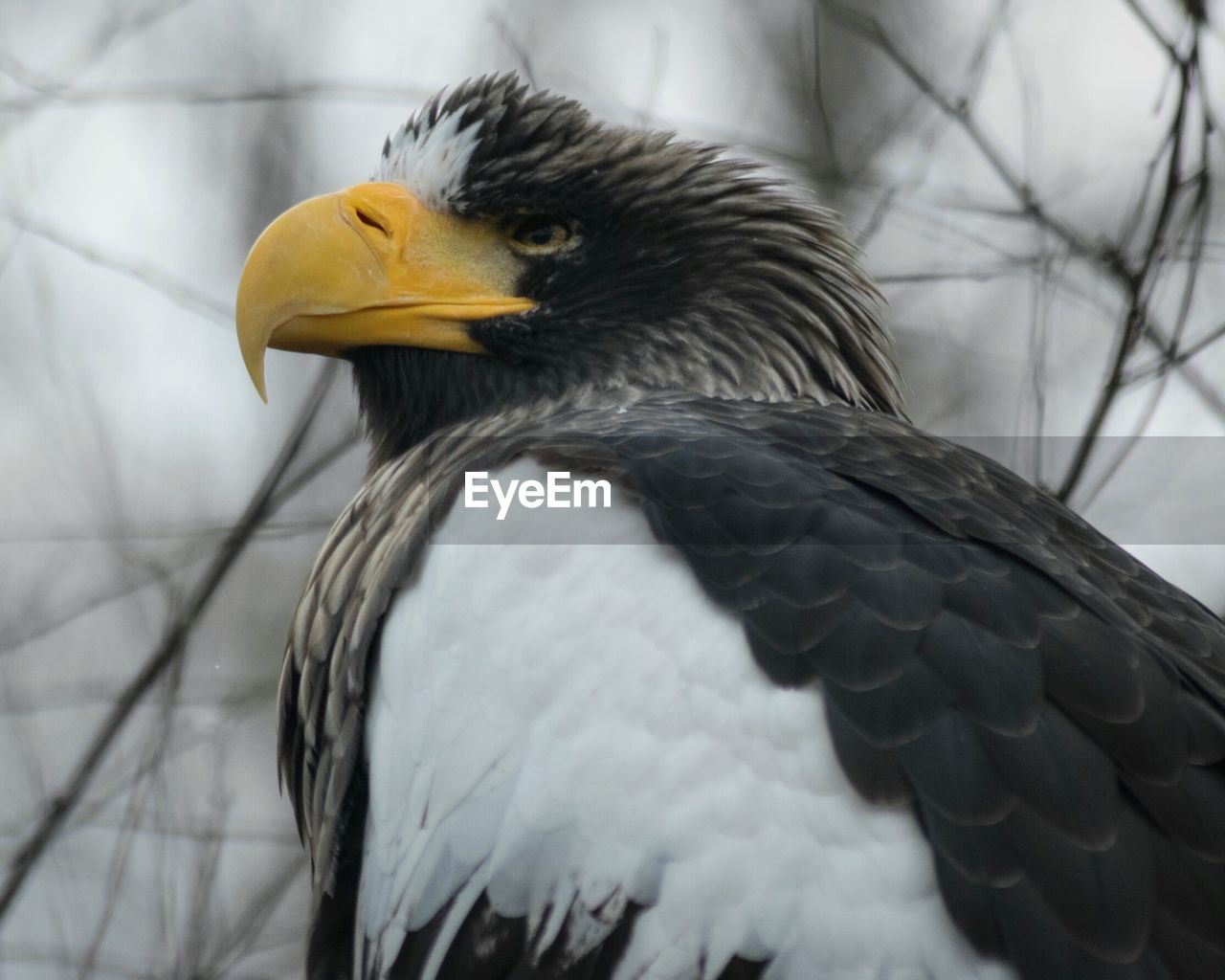 Close-up of stellers sea eagle