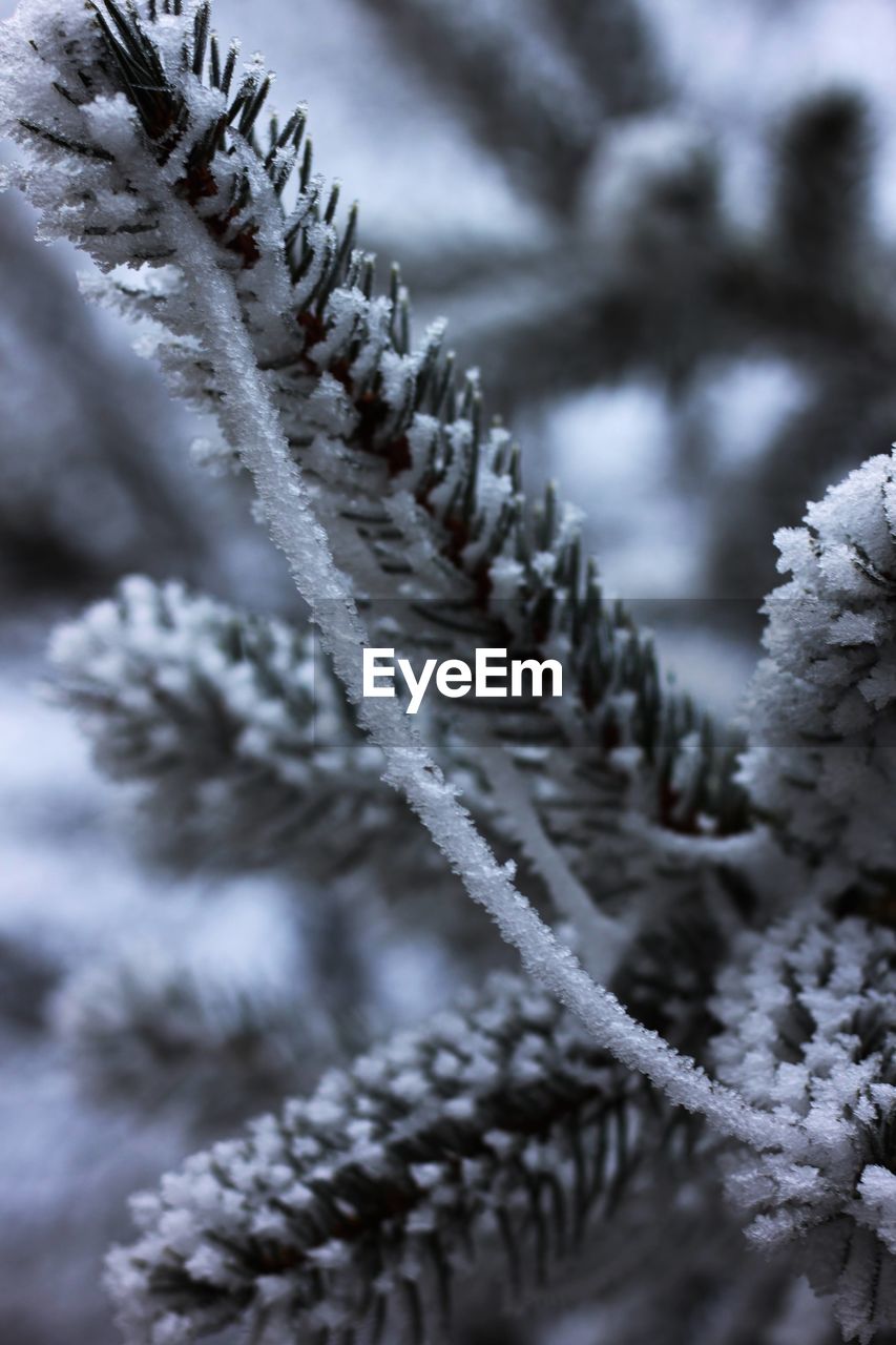 CLOSE-UP OF FROZEN PINE TREE DURING WINTER