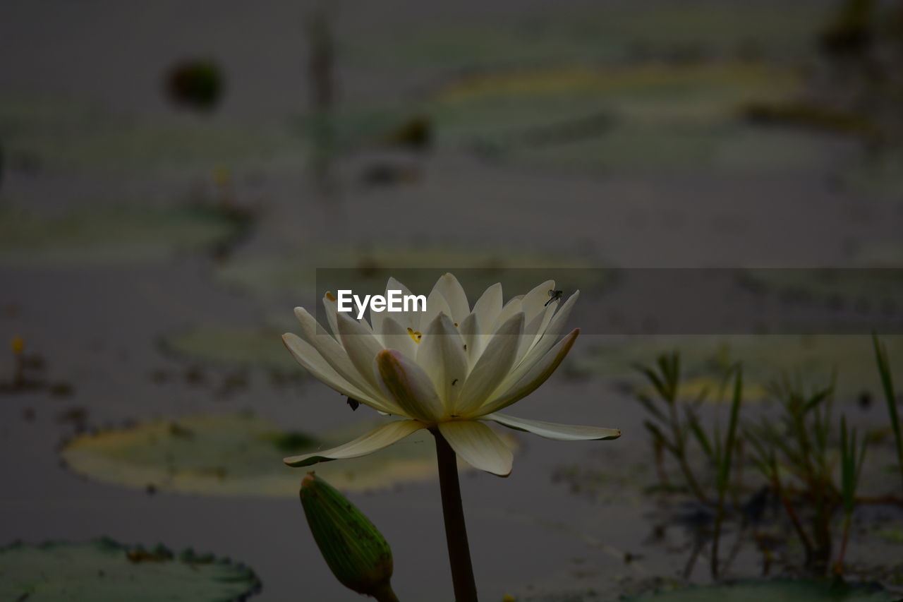 CLOSE-UP OF FLOWER