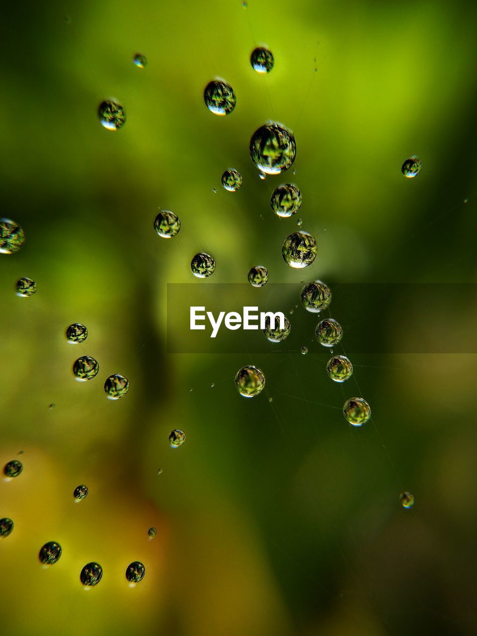 FULL FRAME SHOT OF RAINDROPS ON LEAF