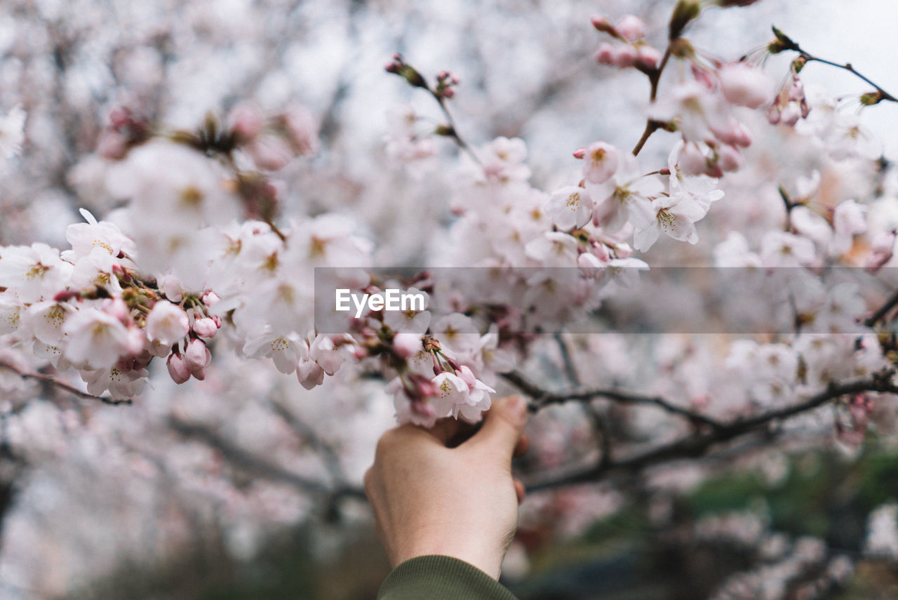 Cropped hand touching apple blossom at park