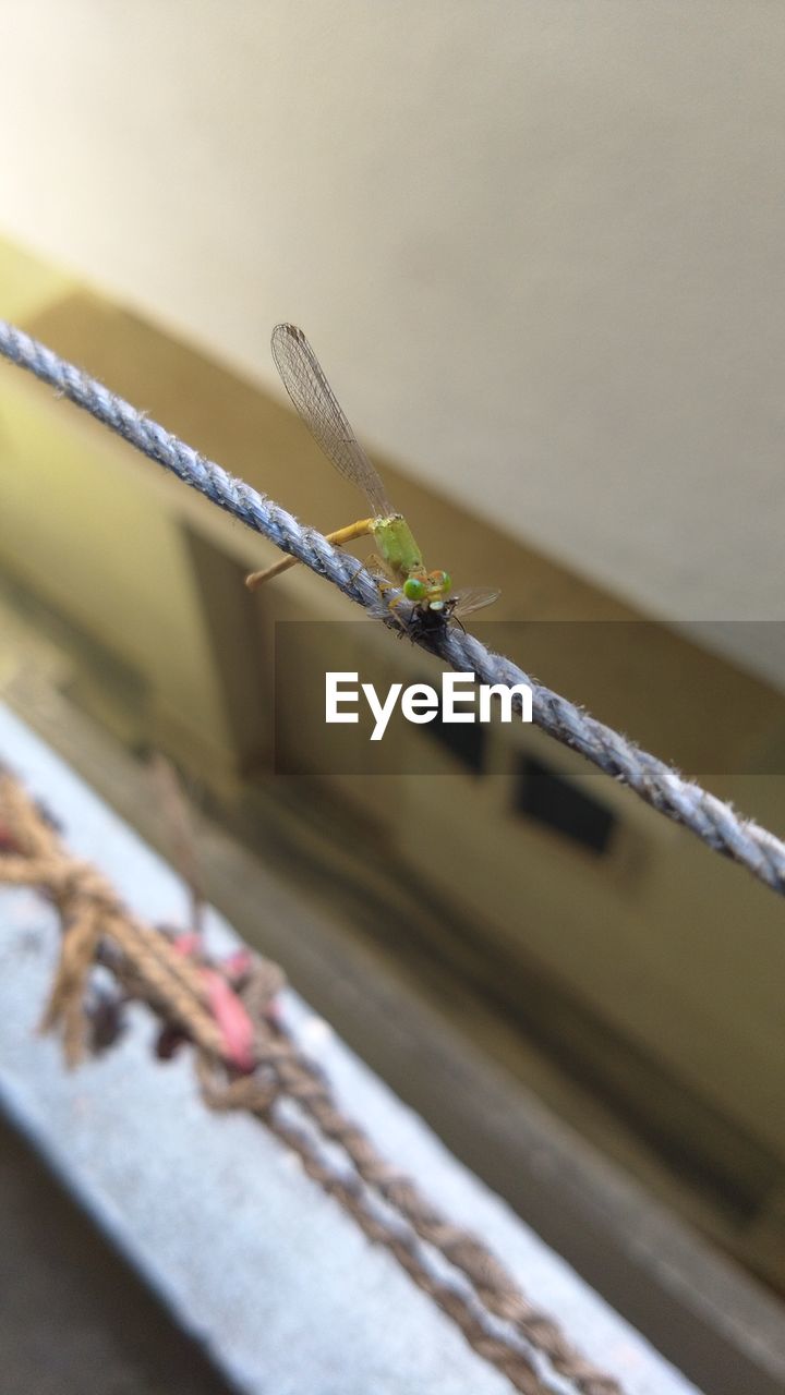 CLOSE-UP OF INSECT ON METAL