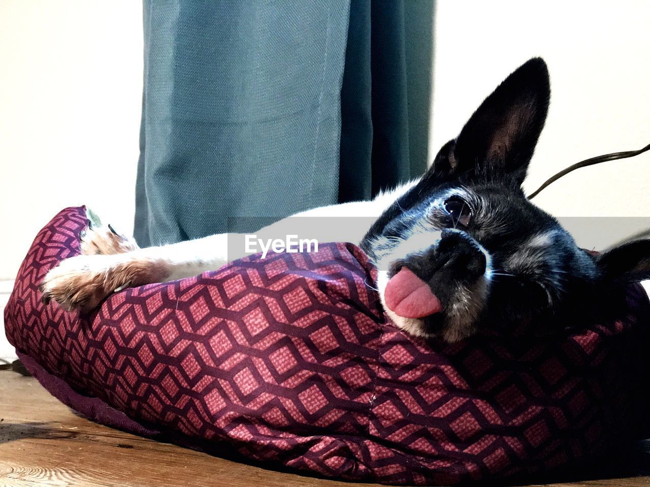 CLOSE-UP OF DOG WEARING SUNGLASSES