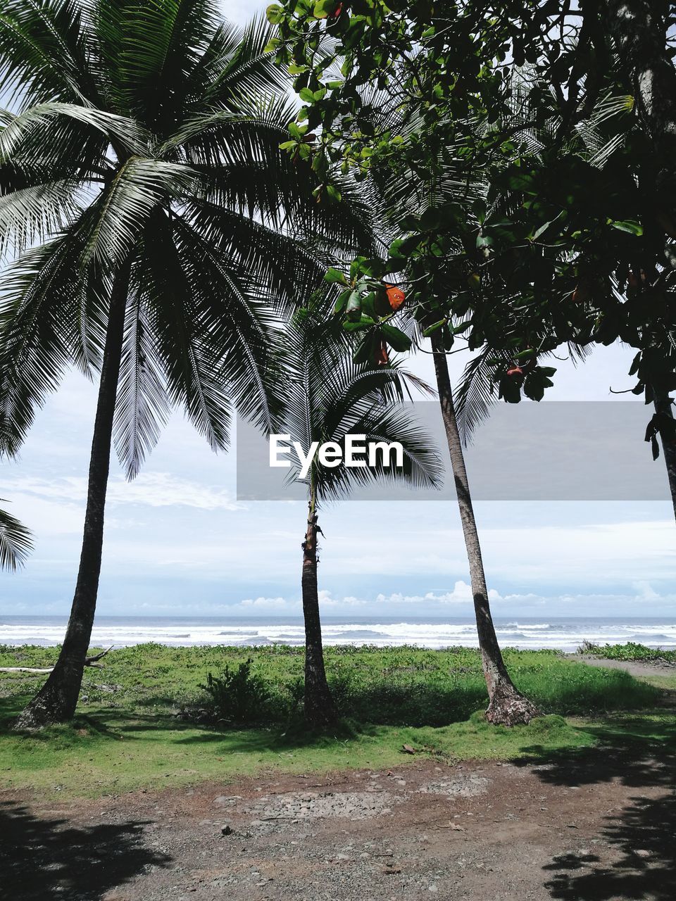 Palm tree by sea against sky