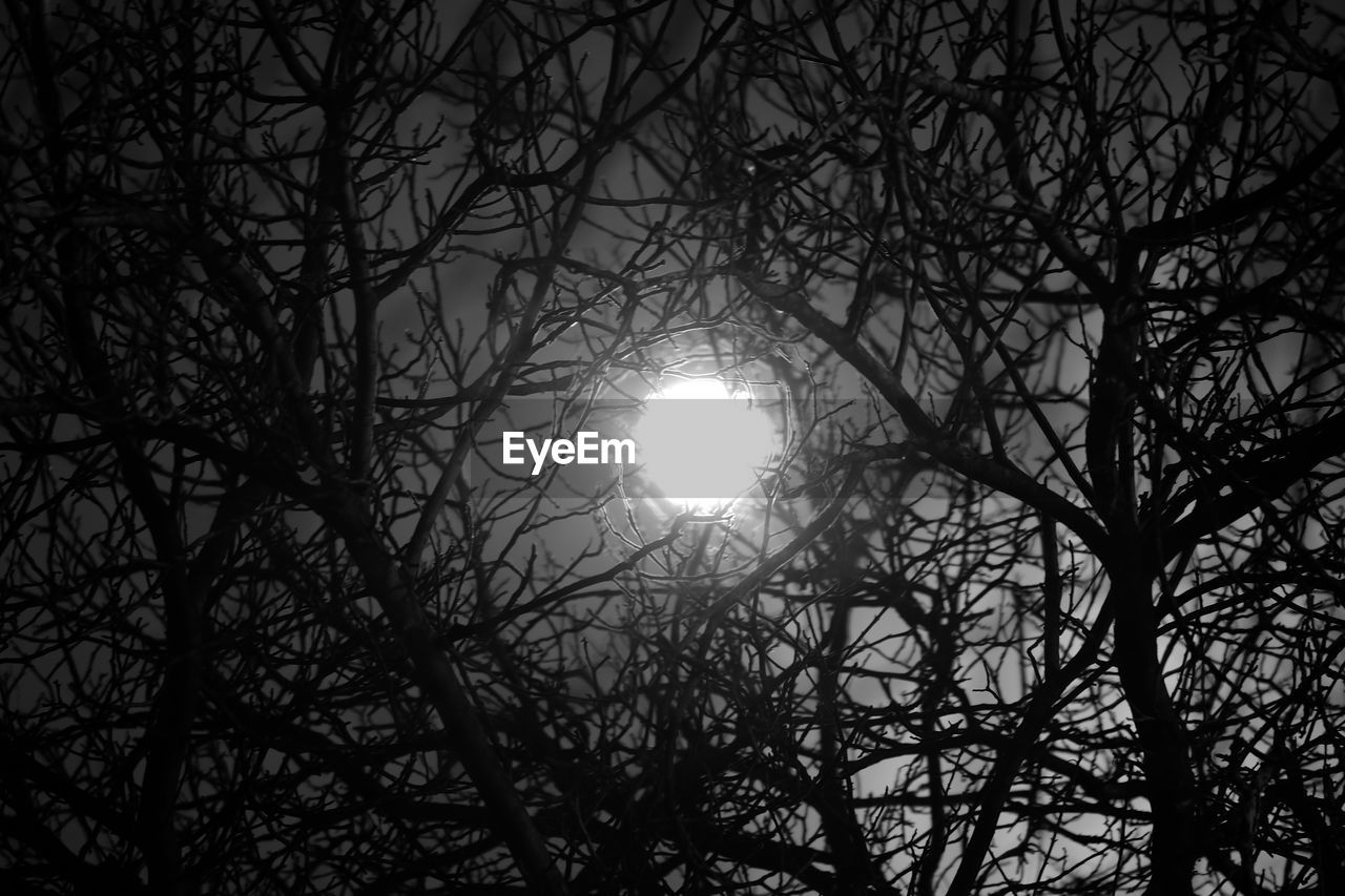 Low angle view of full moon seen through silhouette bare trees at night