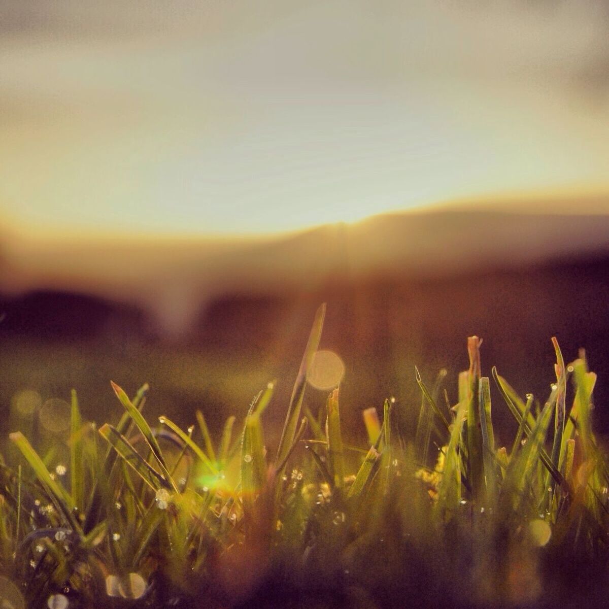 Grass growing on field