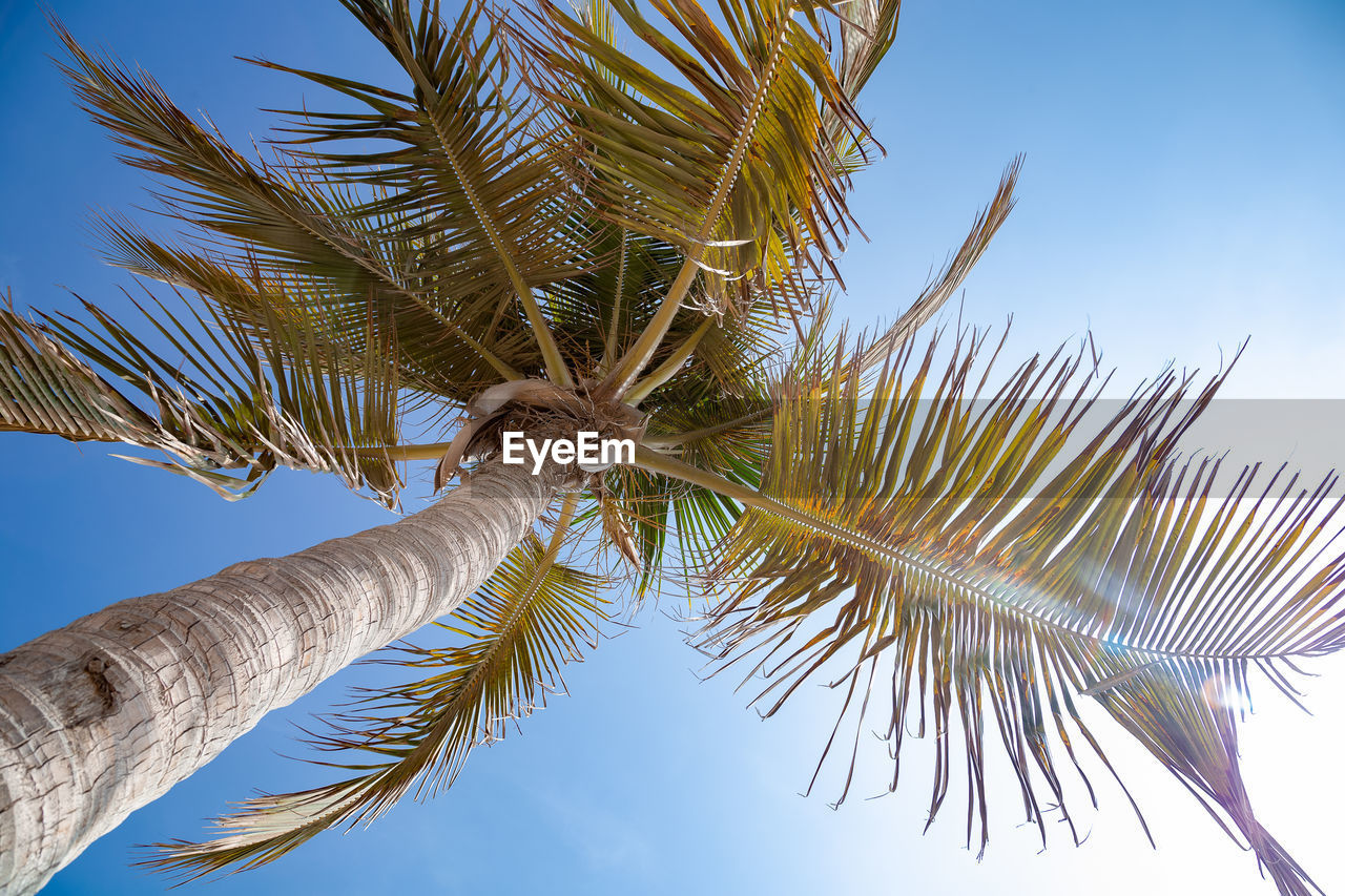 Low angle view of palm tree against sky