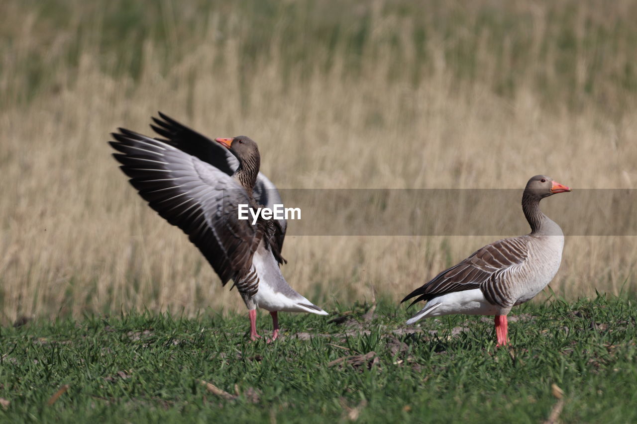 Ducks on a land