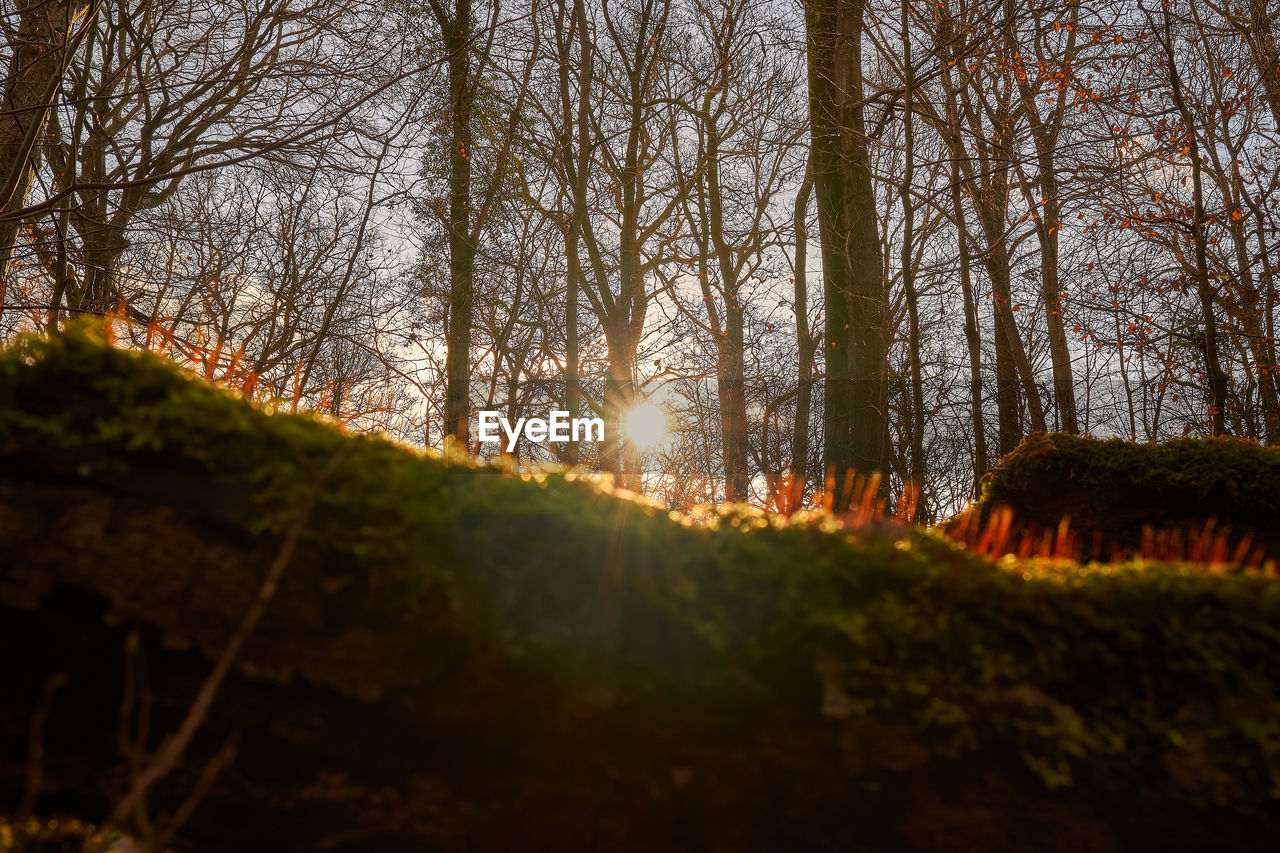 TREES IN FOREST AGAINST SKY