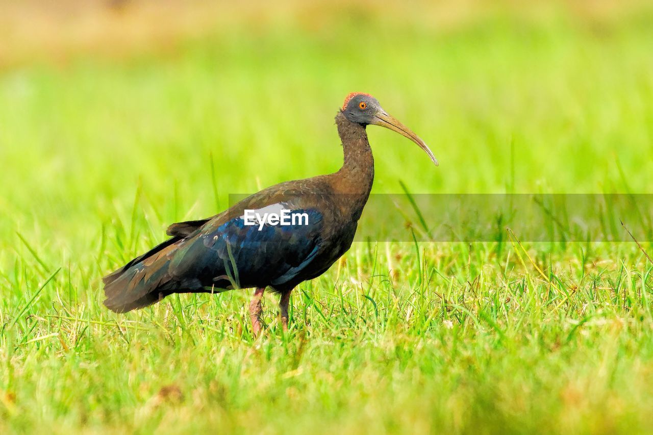 Close-up of bird perching on grass