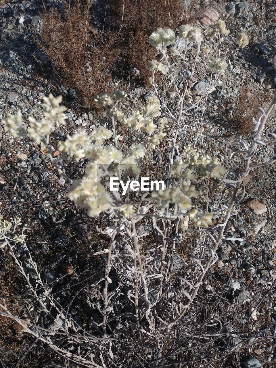 FULL FRAME SHOT OF DRY PLANTS ON LAND