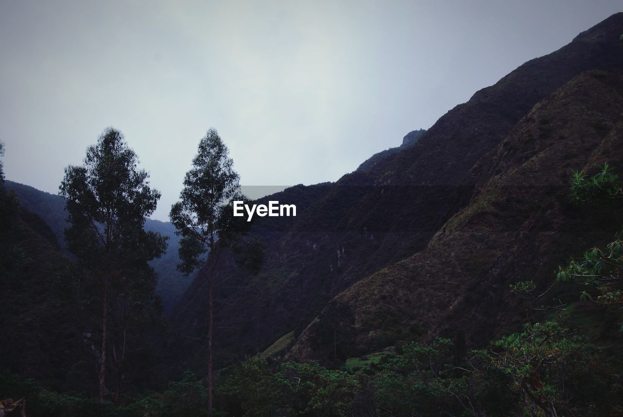 Low angle view of trees on mountain against sky