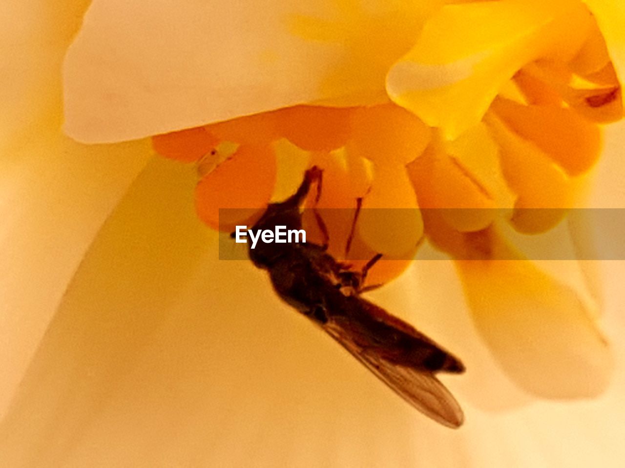 CLOSE-UP OF INSECT ON FLOWERS