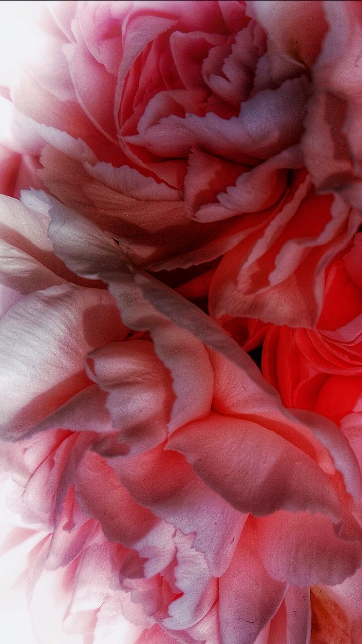 MACRO SHOT OF PINK ROSE