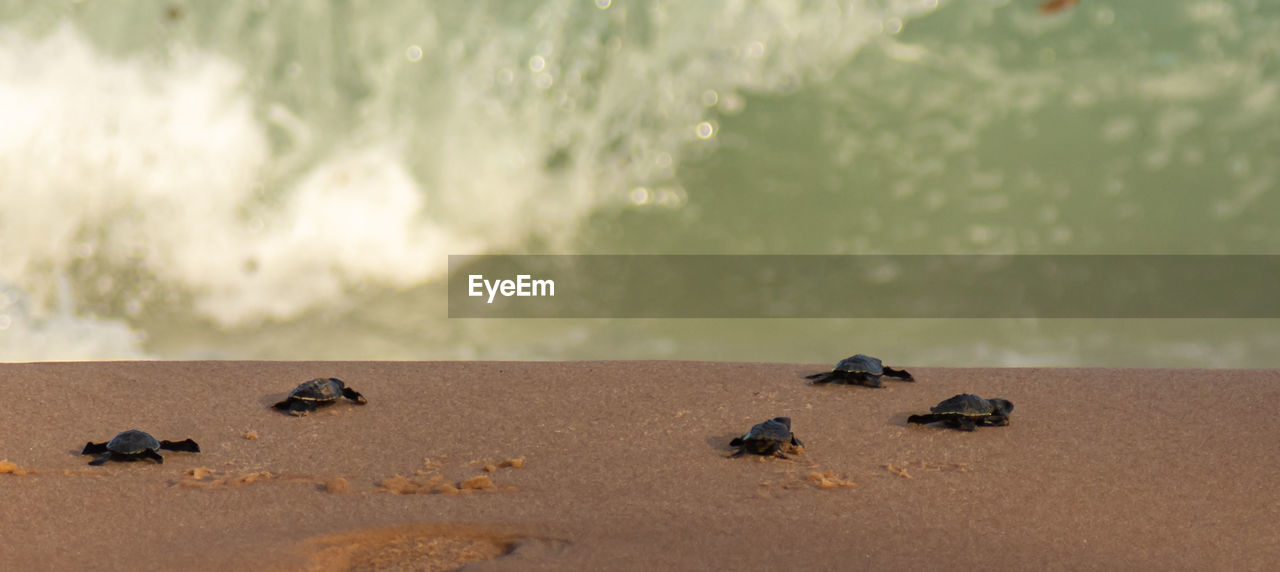 Photo taken during the turtles' release to the sea