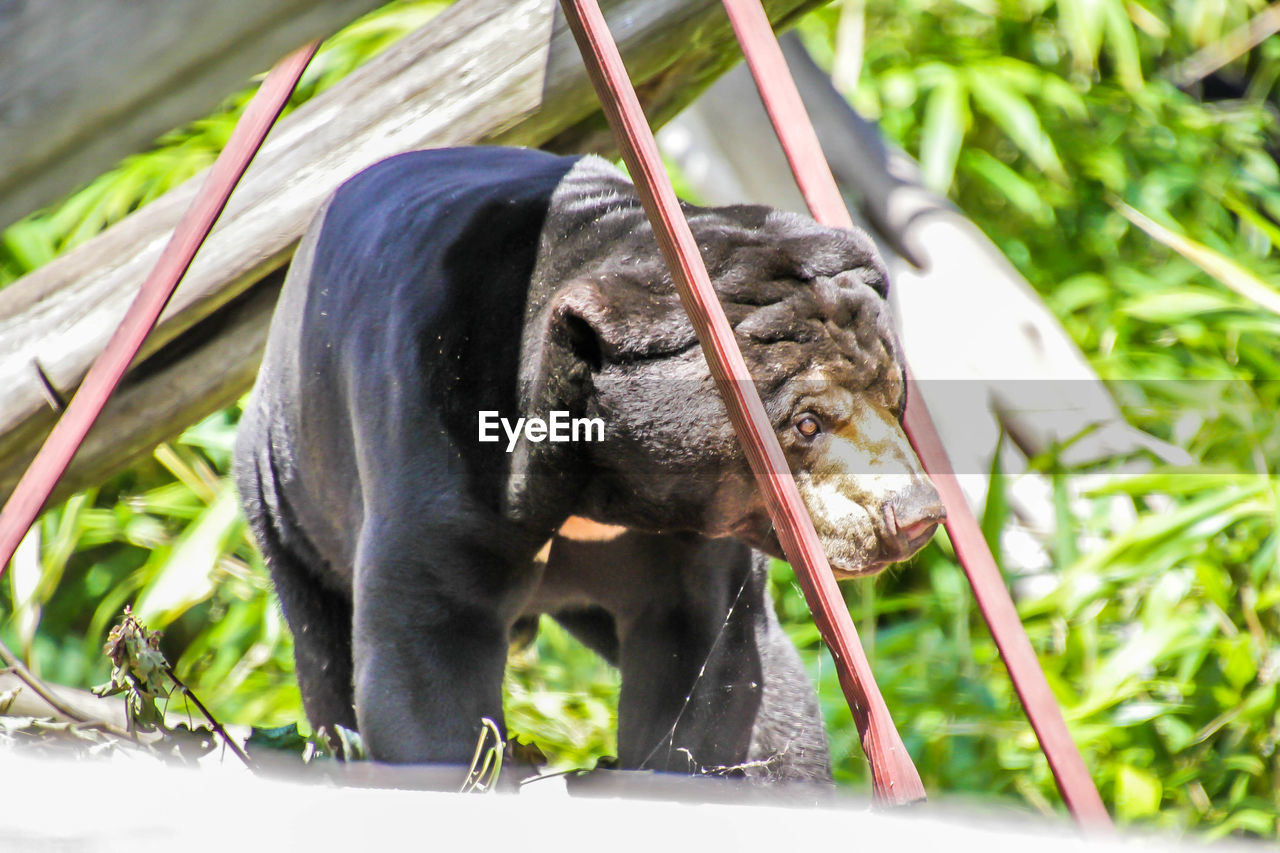 CLOSE-UP OF A MONKEY WITH ANIMAL