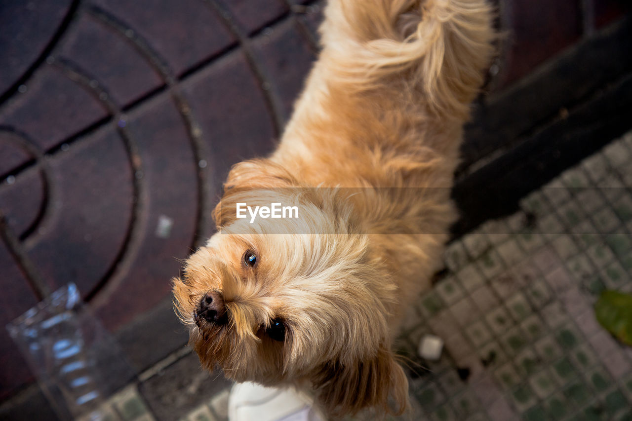 High angle view of dog looking away