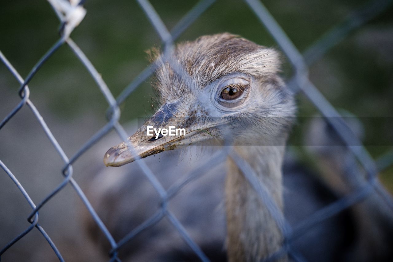 Close-up portrait of ostrich seen through chainlink fence