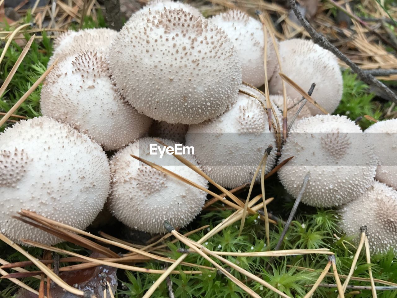 Close-up of fungus