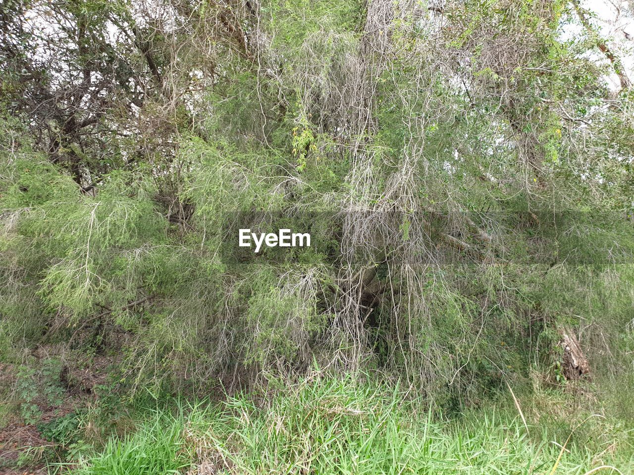 VIEW OF TREES ON FIELD