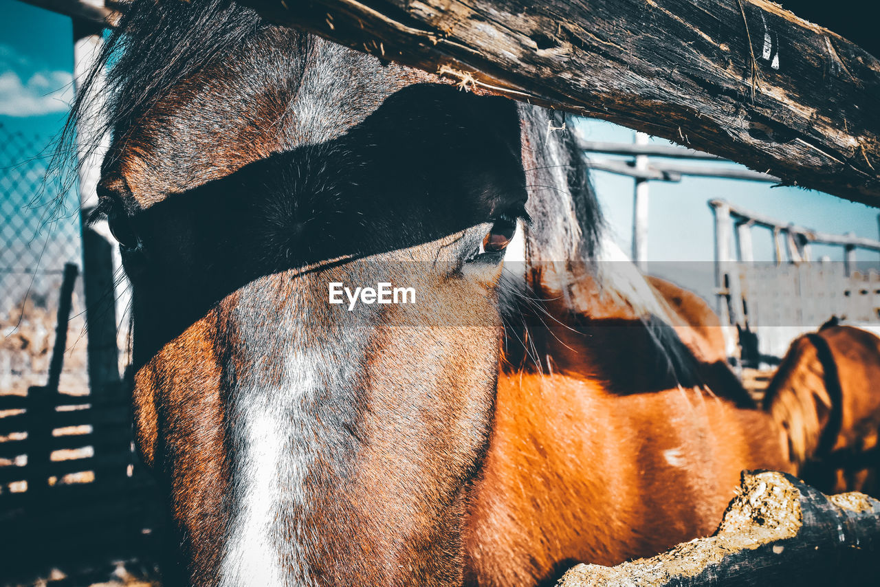 Close-up of a horse