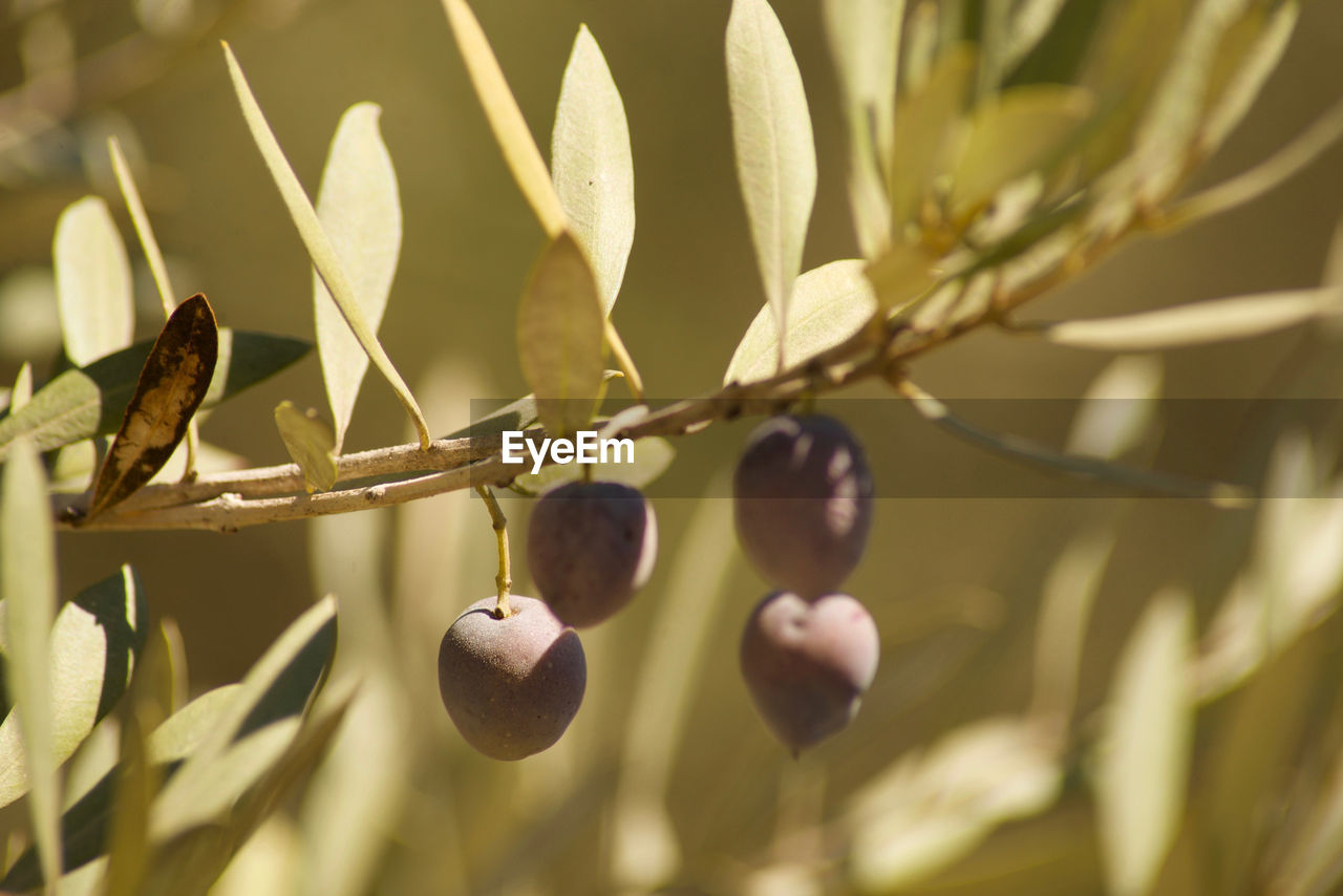 CLOSE-UP OF FRUITS ON TREE