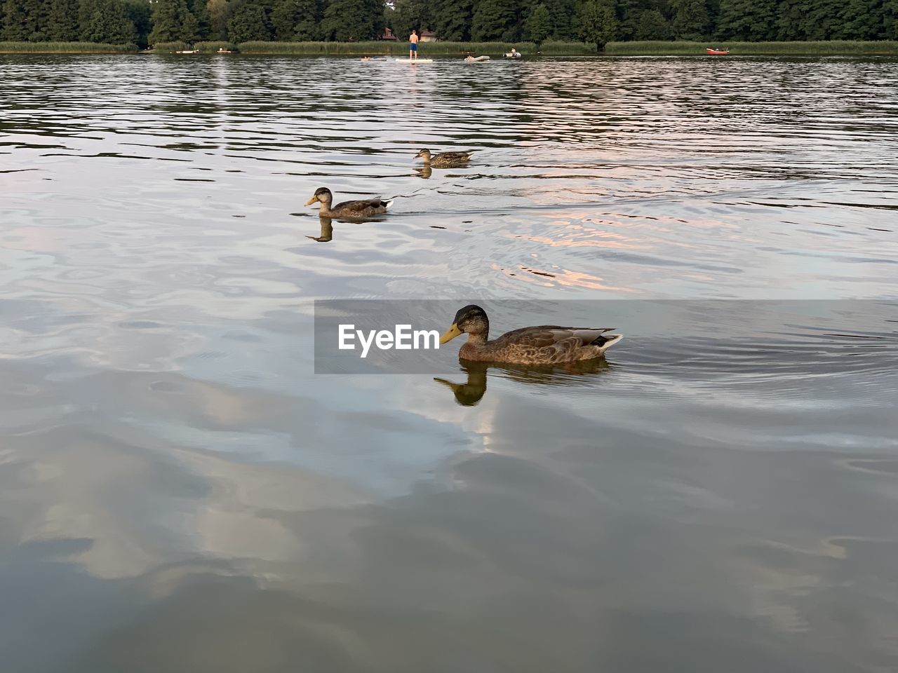 DUCKS IN A LAKE