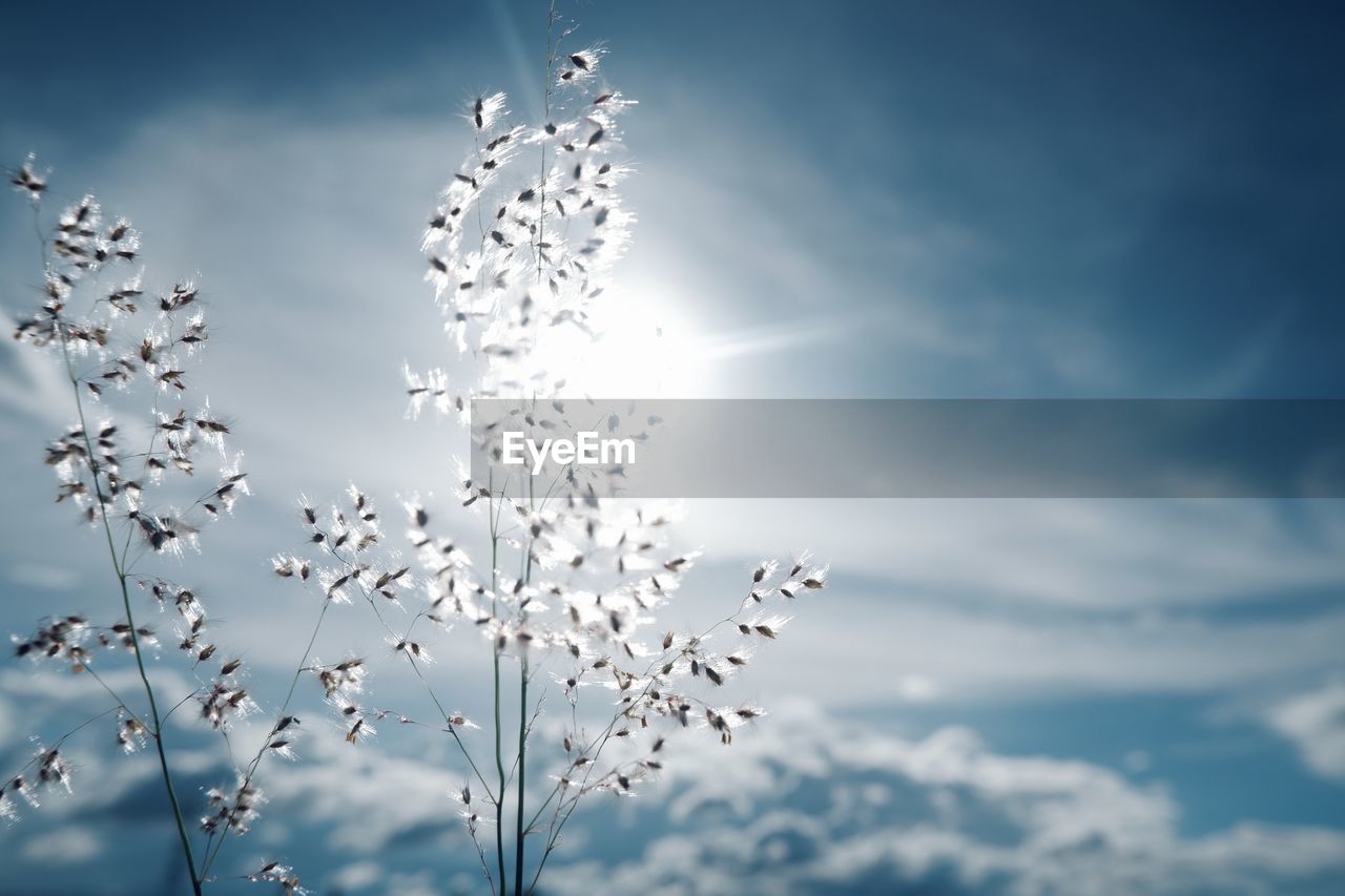 sky, cloud, nature, flock, blue, sunlight, no people, beauty in nature, flower, flying, low angle view, flock of birds, frost, outdoors, day, branch, mid-air, tranquility, reflection, environment, plant, freshness, winter, fragility, scenics - nature