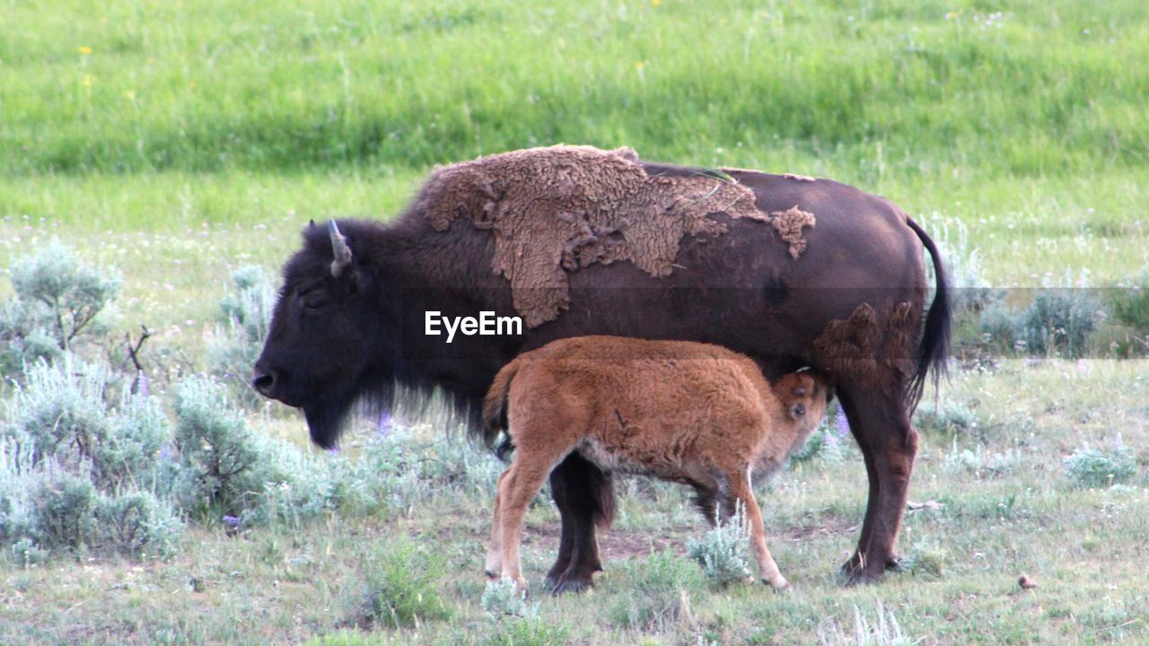 Side view of young bison suckling milk from its mother
