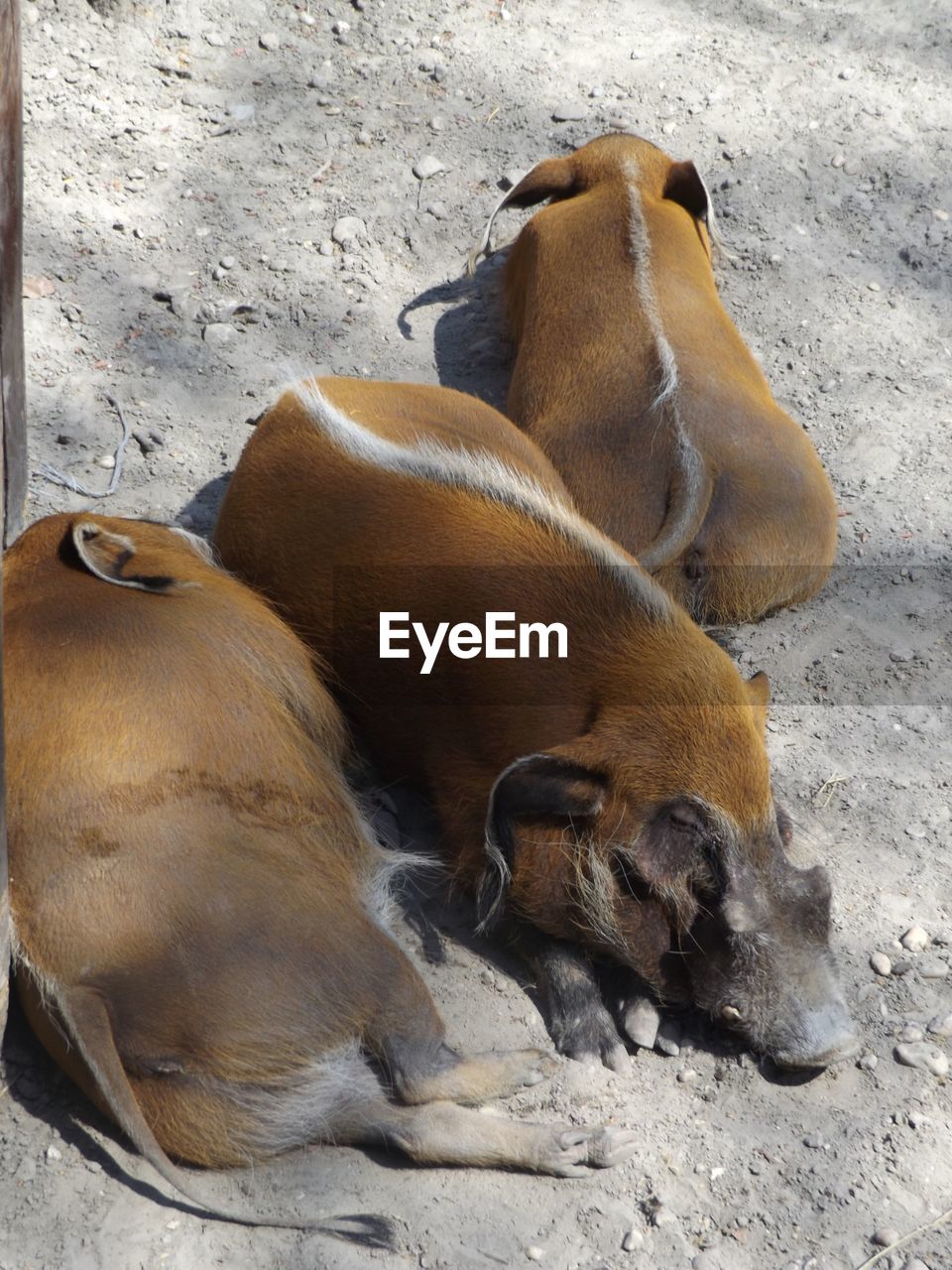 Close-up of pigs relaxing on ground