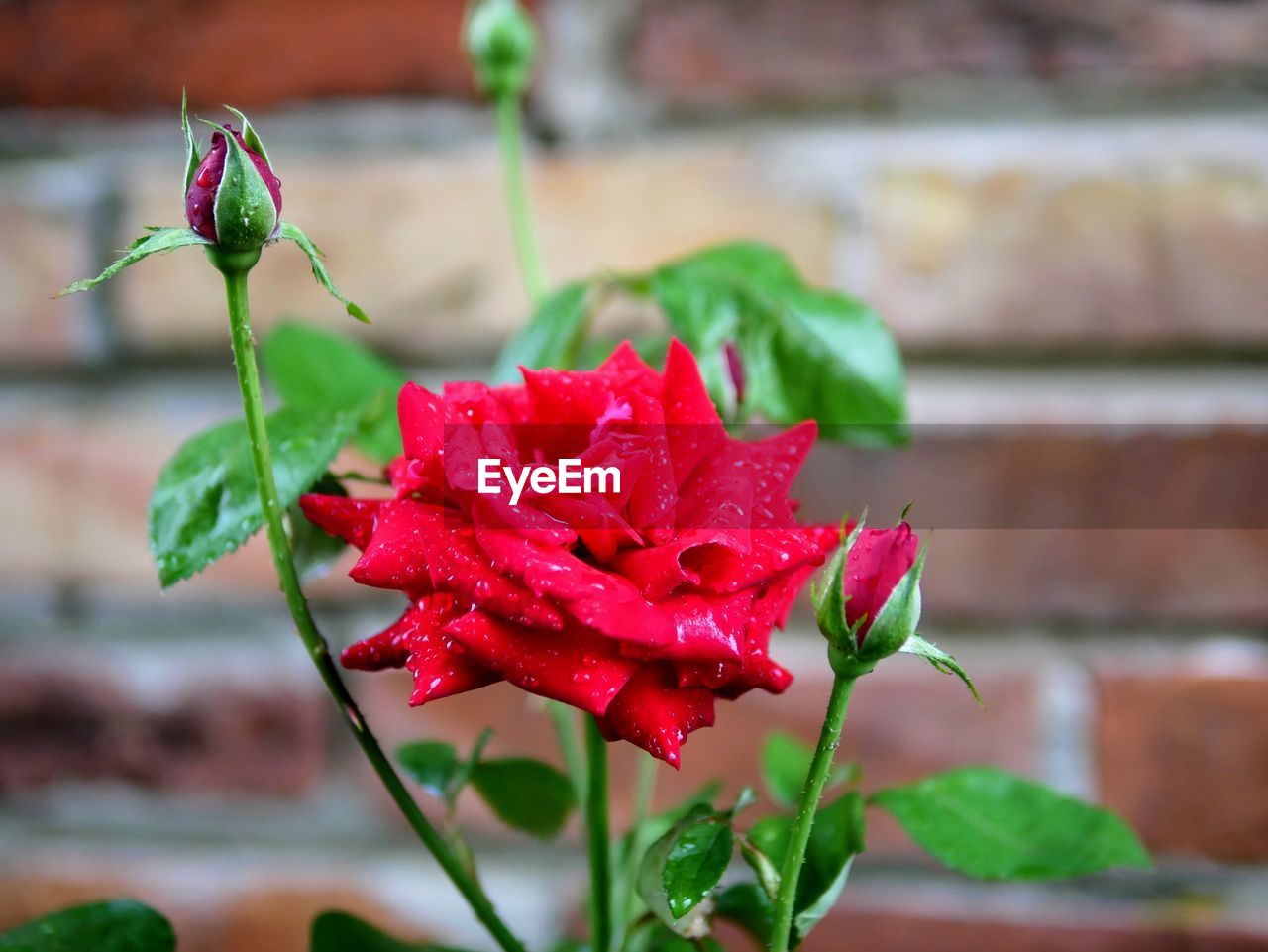 flower, flowering plant, red, plant, beauty in nature, nature, freshness, close-up, leaf, plant part, rose, petal, focus on foreground, fragility, inflorescence, no people, flower head, outdoors, pink, growth, garden roses, water, day, green, macro photography, multi colored, floristry