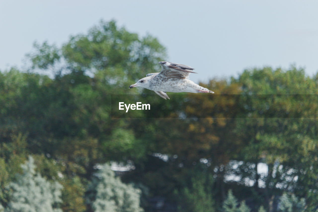 SEAGULL FLYING ABOVE A BIRD