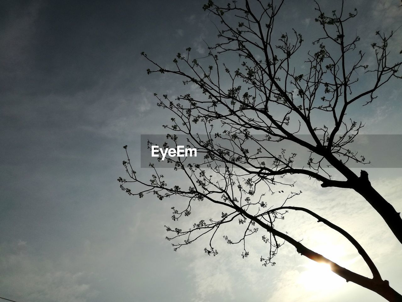 LOW ANGLE VIEW OF BARE TREE AGAINST SKY